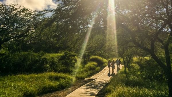 hiking trail in Hawaii