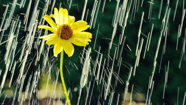 daisy in the rain