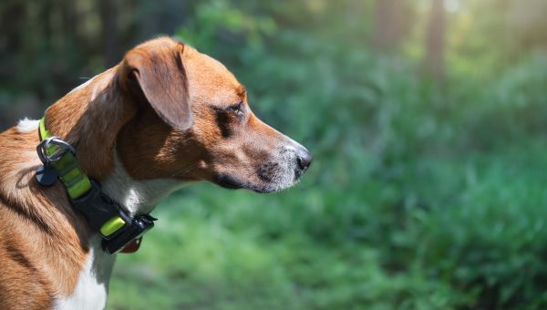 Side profile of a dog in a wooded area