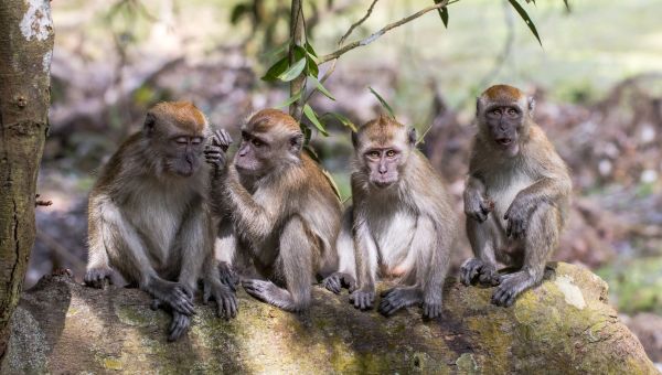 group of macaques