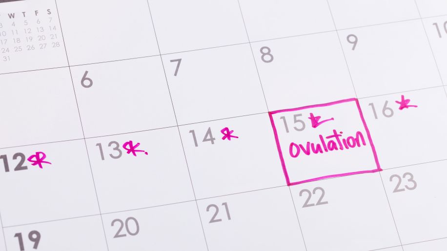 calendar, ovulation calendar, period tracker