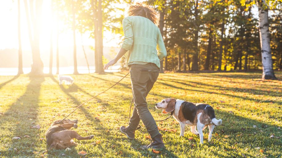 woman walking, dog walking, dogs, park