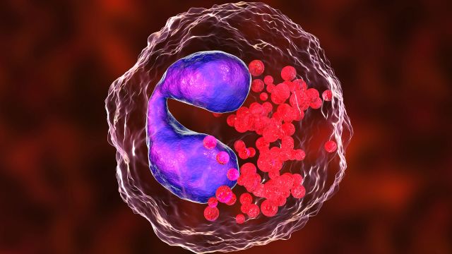 illustration of white blood cell