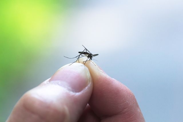 fingers holding a mosquito