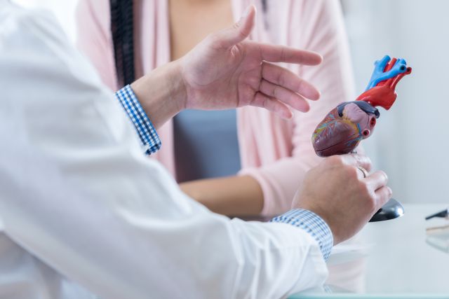 a cardiologist uses a model of the human heart to discuss heart health with a patient 