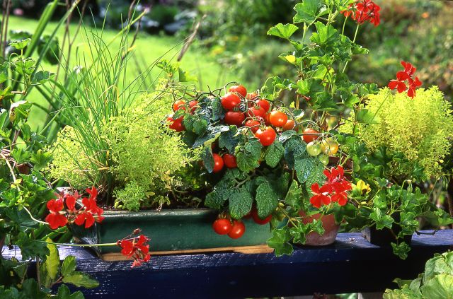 a backyard garden with tomatoes