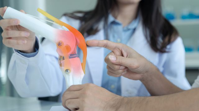 A doctor holding a plastic model of a joint.