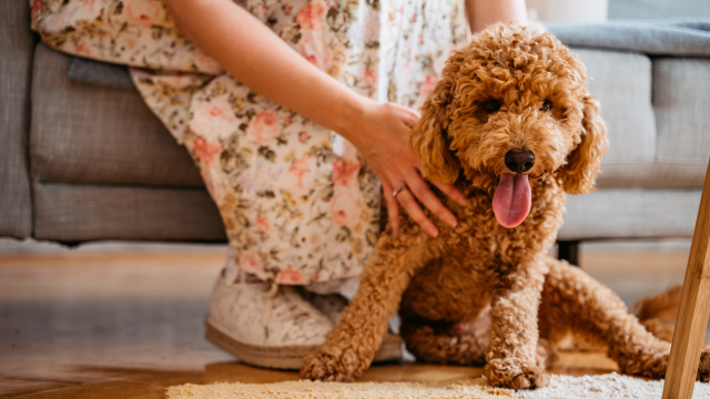 A labradoodle in living room being pet by owner