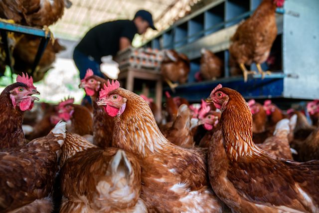 chickens at a poultry farm with farm working collecting eggs in the background