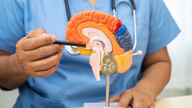 A doctor uses a pen to point to the area where the hypothalamus is located using a 3D model of the human brain.