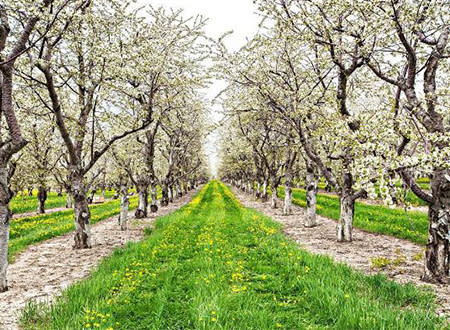 Cherry Blossoms on the Leelanau Peninsula