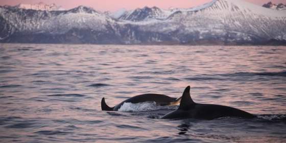 Exclusive 3,5 days Whale and Northern Lights Expedition on spectacular Senja: Tuesday to Friday