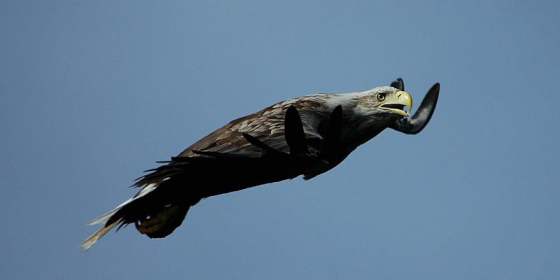 Sea Bird, Seal and Eagle Safari by RiB – Tromsø Friluftsenter