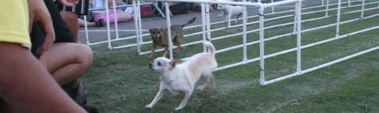Chihuahua Races