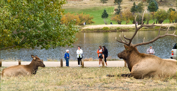 Estes Park Wildlife Watching 101