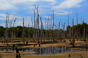 Earth Day in the Cayuga County | Sterling Nature Center | Cayuga County ...