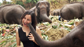 You could volunteer to help reintegrate elephants back into their natural environment on your next holiday to Thailand.