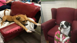These shelter pups can now wait for new families in style.