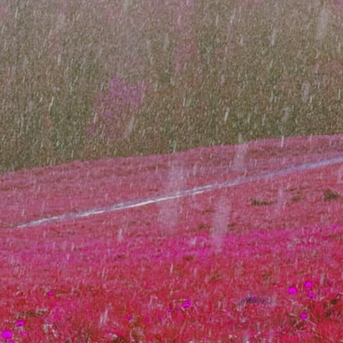 LA Rain Pink Noise (Loopable)