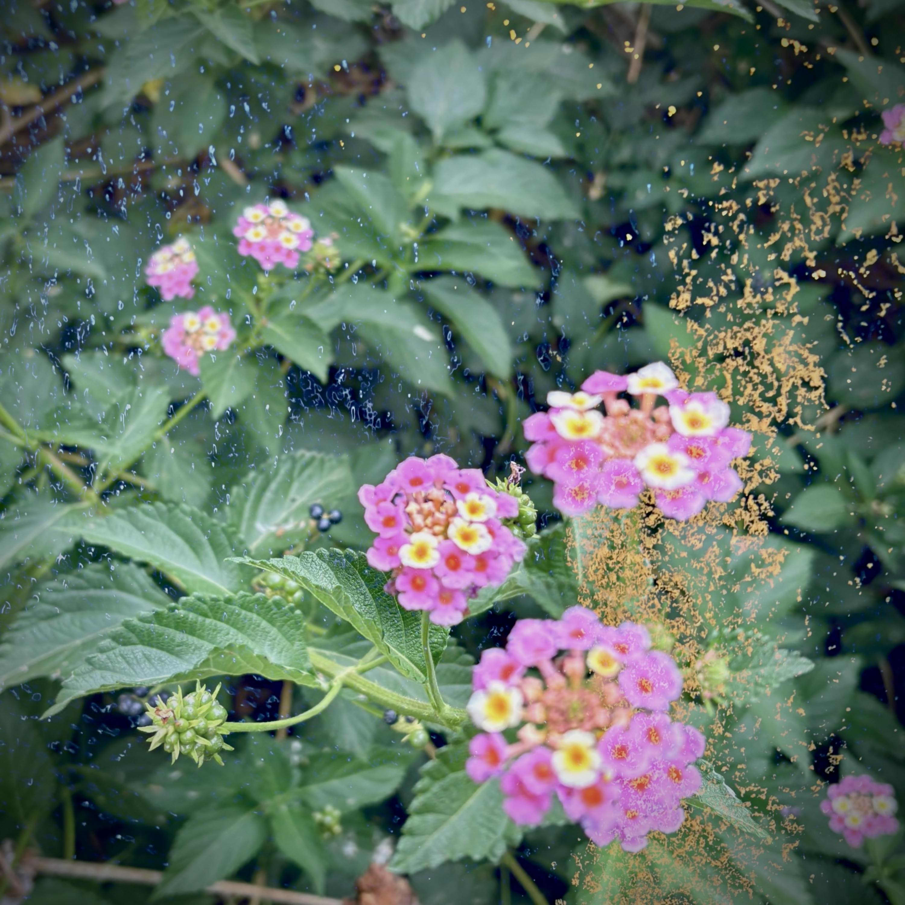 Les Tournesols