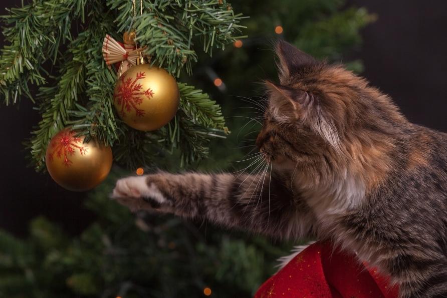 Why Cats Obsess Over Christmas Trees Pursuit By The