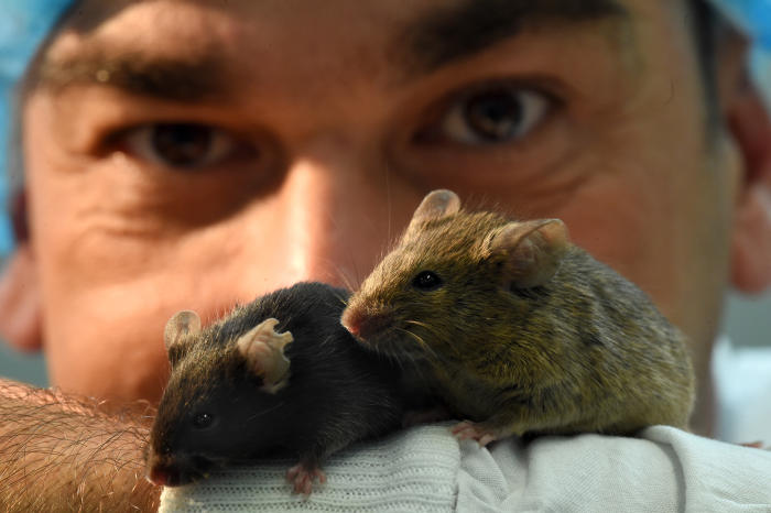 Associate Professor Andrikopoulos with the mice. Picture: Paul Burston