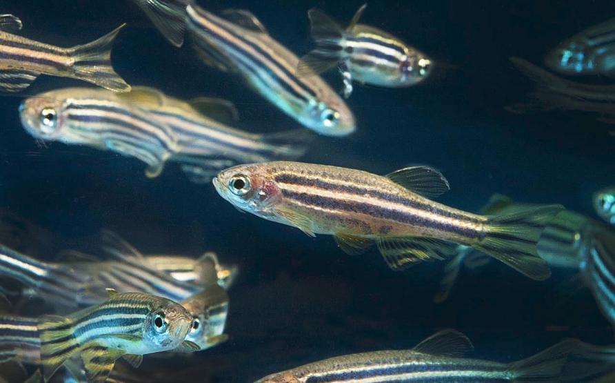 Human-driven evolution threatens fish stocks