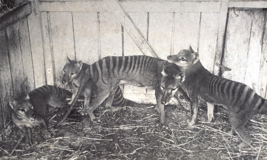Secrets from beyond extinction: The Tasmanian tiger ...