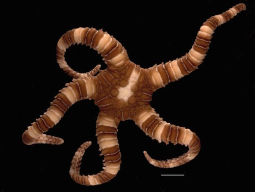 Brittle star, Sigsbeia oloughlini. Picture: Caroline Harding