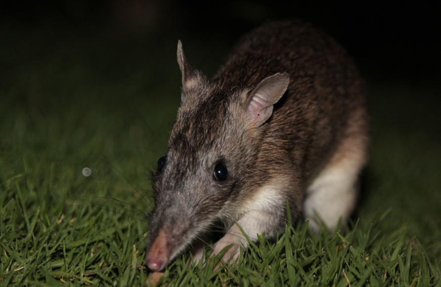 What happens to wildlife in a city that never sleeps? | Pursuit by The  University of Melbourne