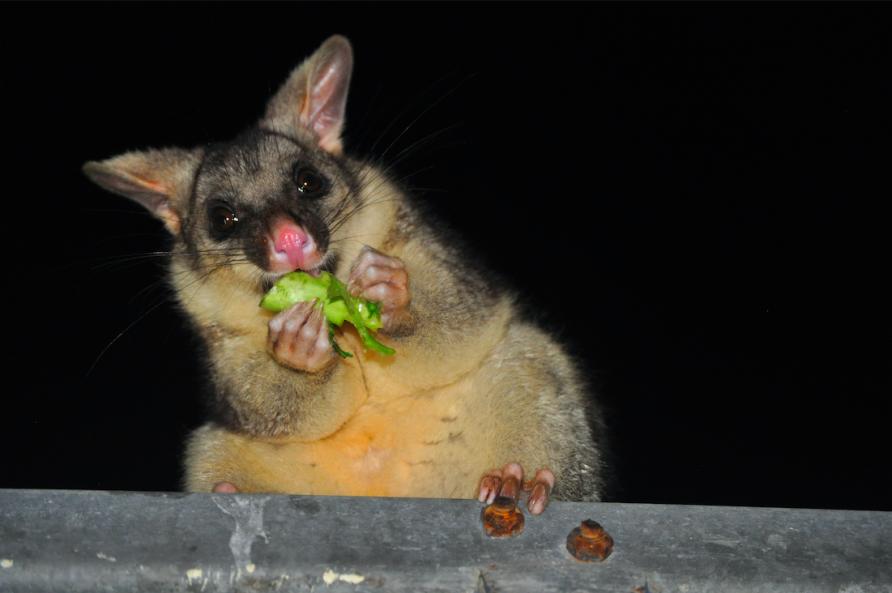 Professional Possum Removal Brisbane Tom S Pest Control