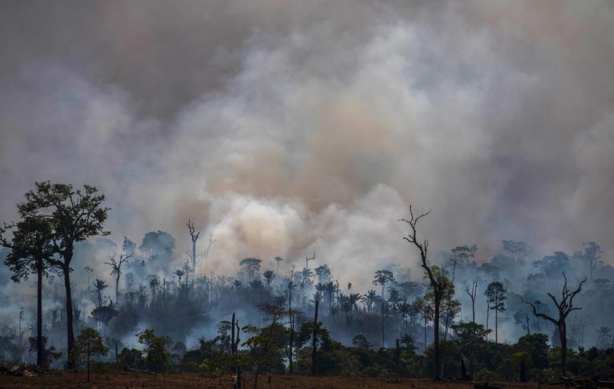 Why Are Our Rainforests Burning Pursuit By The University Of Melbourne 9538