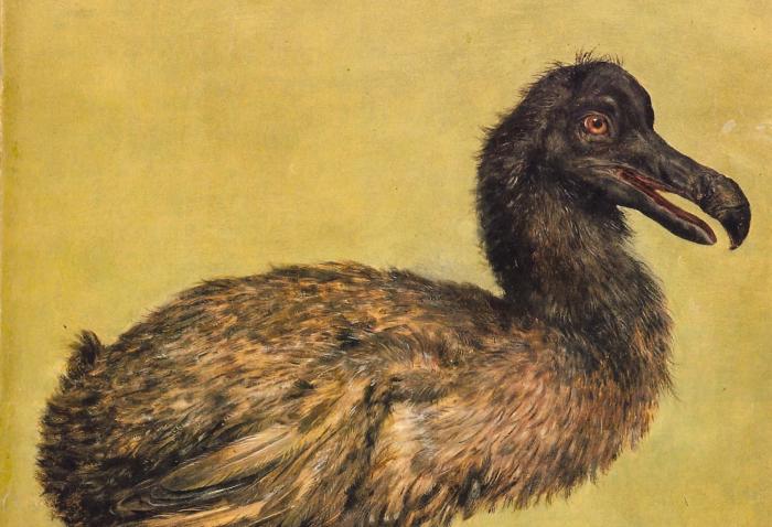 Is This The Earliest Depiction Of A Dodo In Art Pursuit By The University Of Melbourne