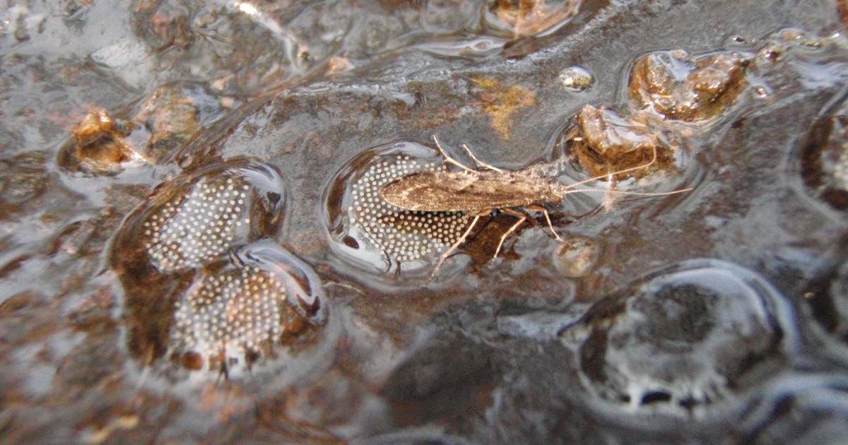 Saving aquatic insects: We may be looking in the wrong place - Pursuit