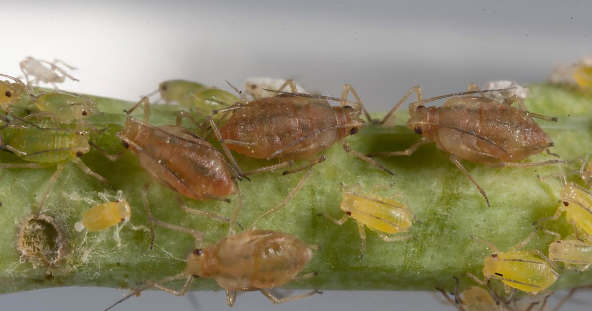 Targeting the bacteria inside insects for improved pest ...