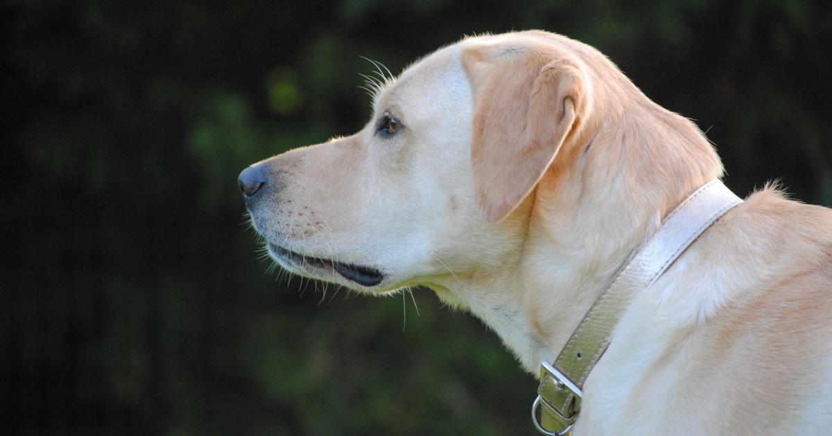 Retraining the underdogs Pursuit by The University of