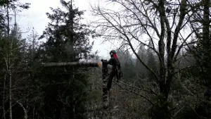 Tree Cutting Business Part 1
