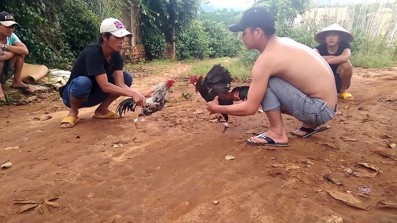 đá gà cựa sắt ở Việt Nam
