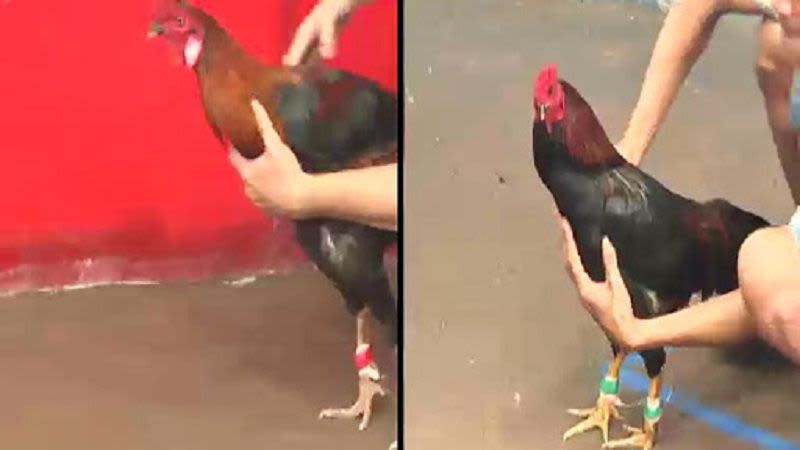 đá gà cựa sắt là gì
