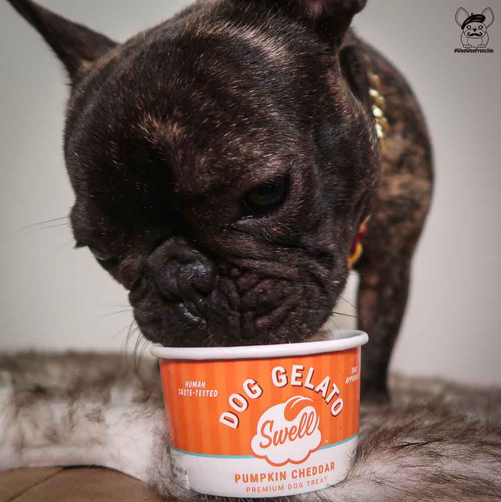 Swell Gelato - Delicious Cold Dog Treat