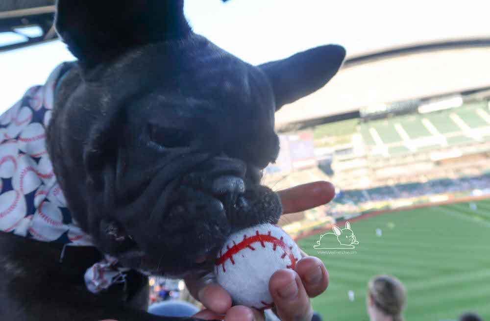 Take Your Dog Out to the Ballgame - Dog Friendly Baseball Games