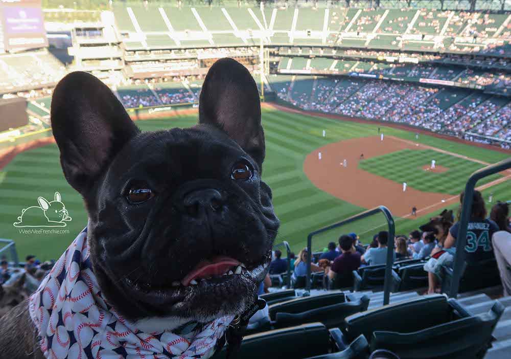 Take Me out to the Ballgame, Summertime Activities for Your Frenchie