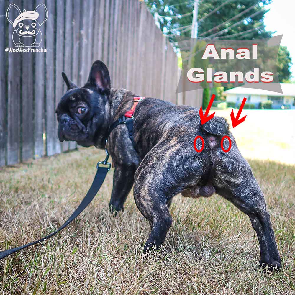 Frenchie anal