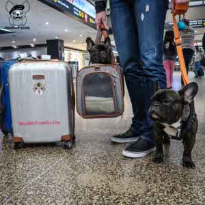 French bulldog best sale airplane carrier