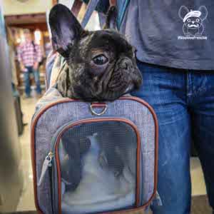 frenchie front carrier