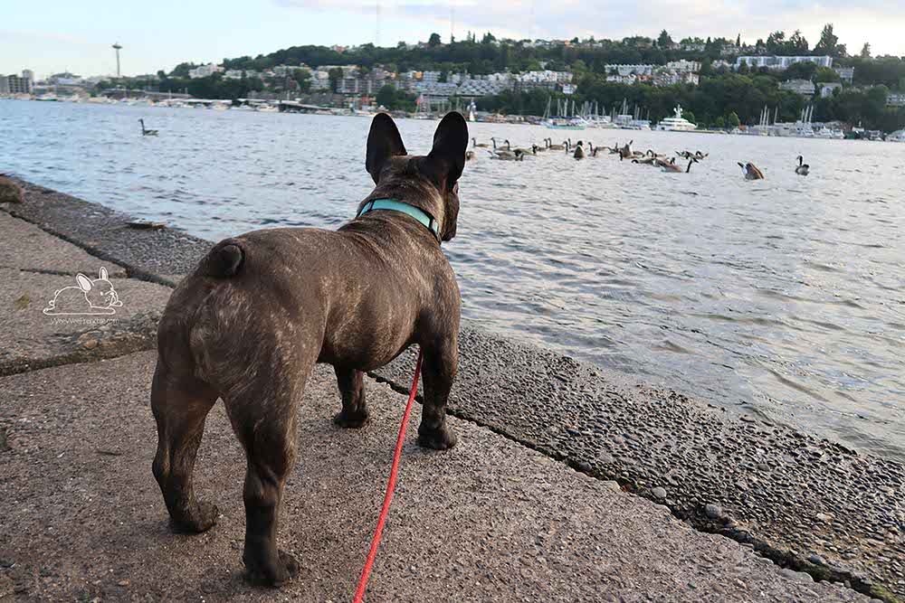 is goose poop harmful to dogs