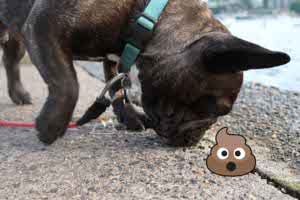 Dogs eat cheap goose poop