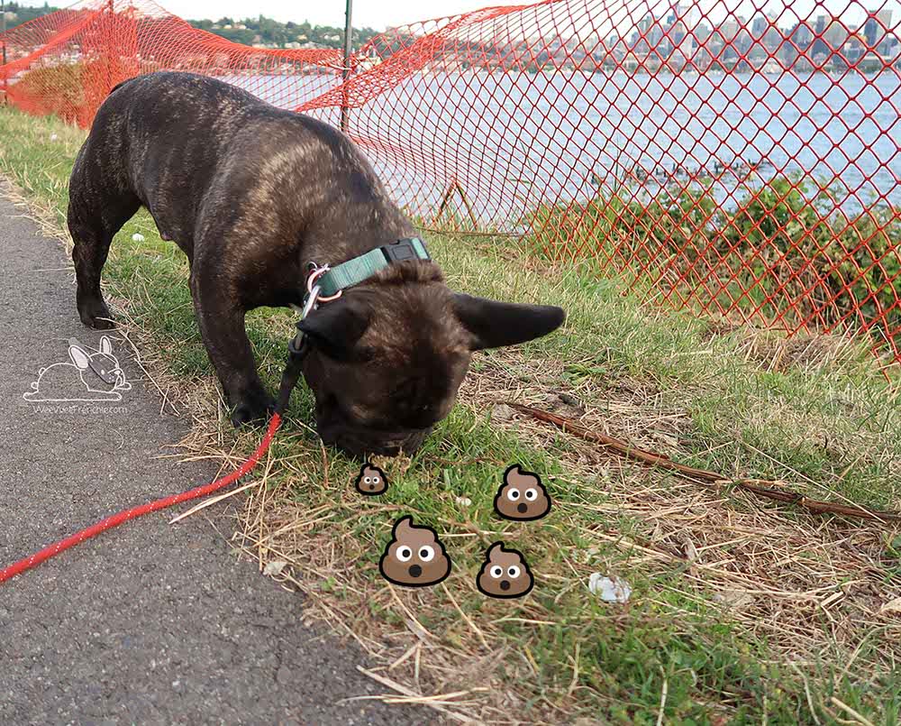 My french bulldog outlet eats his poop