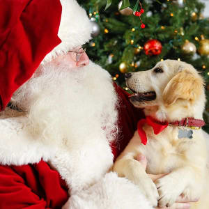 Pet Photos with Santa