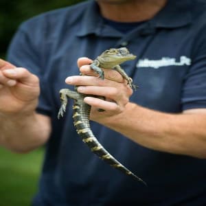 Saturdays Are For Kids: Outragehiss Pets